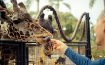 How Much is Going to the Santa Barbara Zoo?