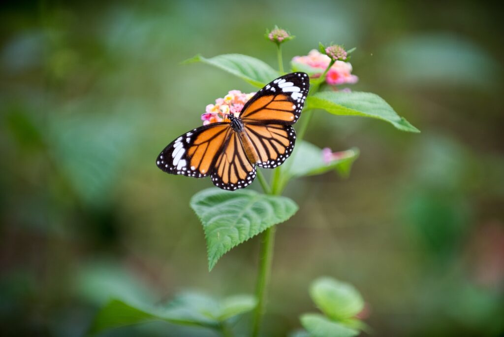 butterfly perched on flower